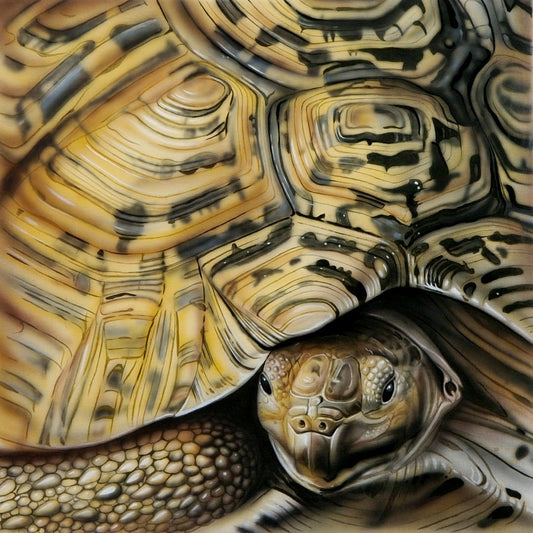 Shell - Tortoise