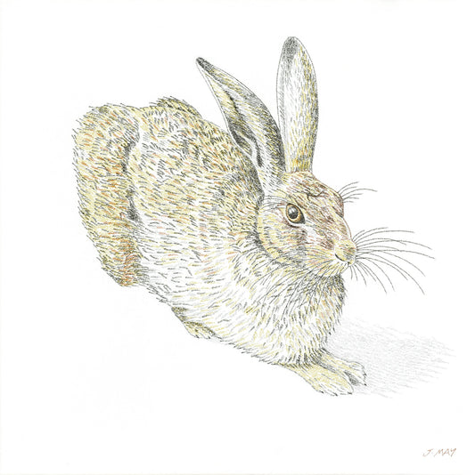 Dürer Hare