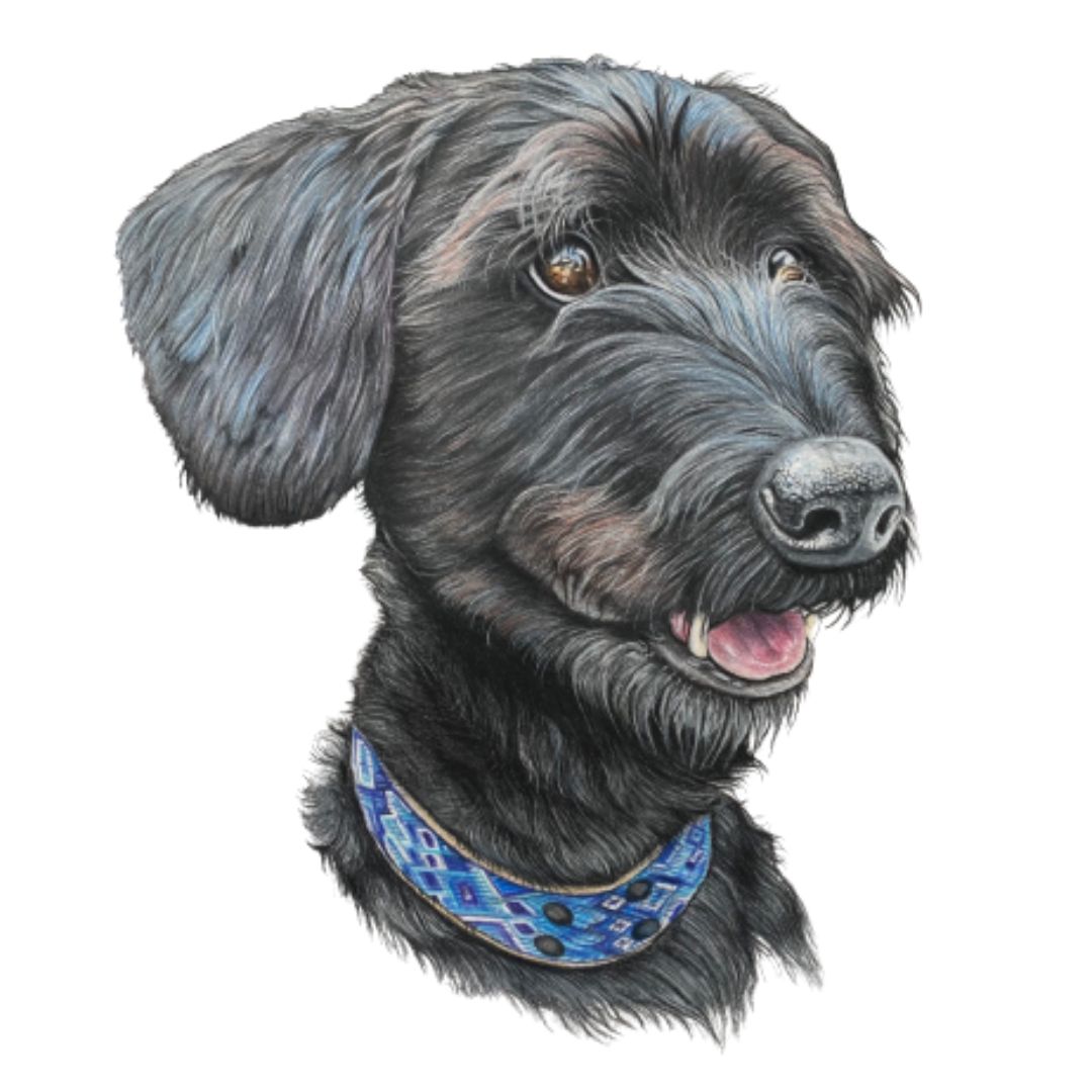 Pet Portrait Commissions || A5