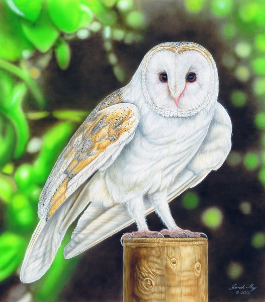 Barn Owl