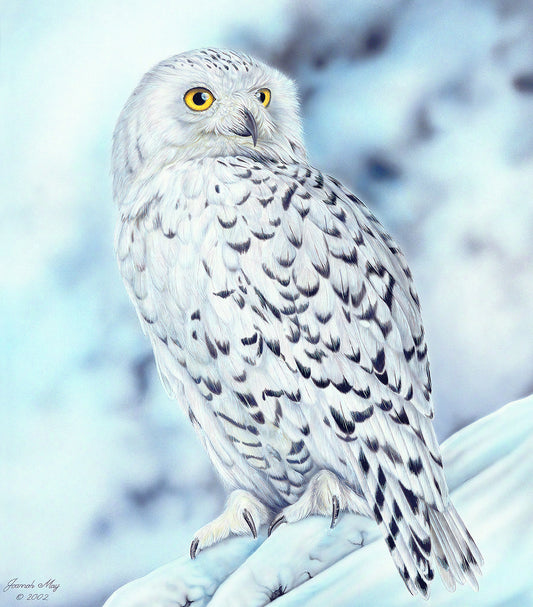 Snowy Owl
