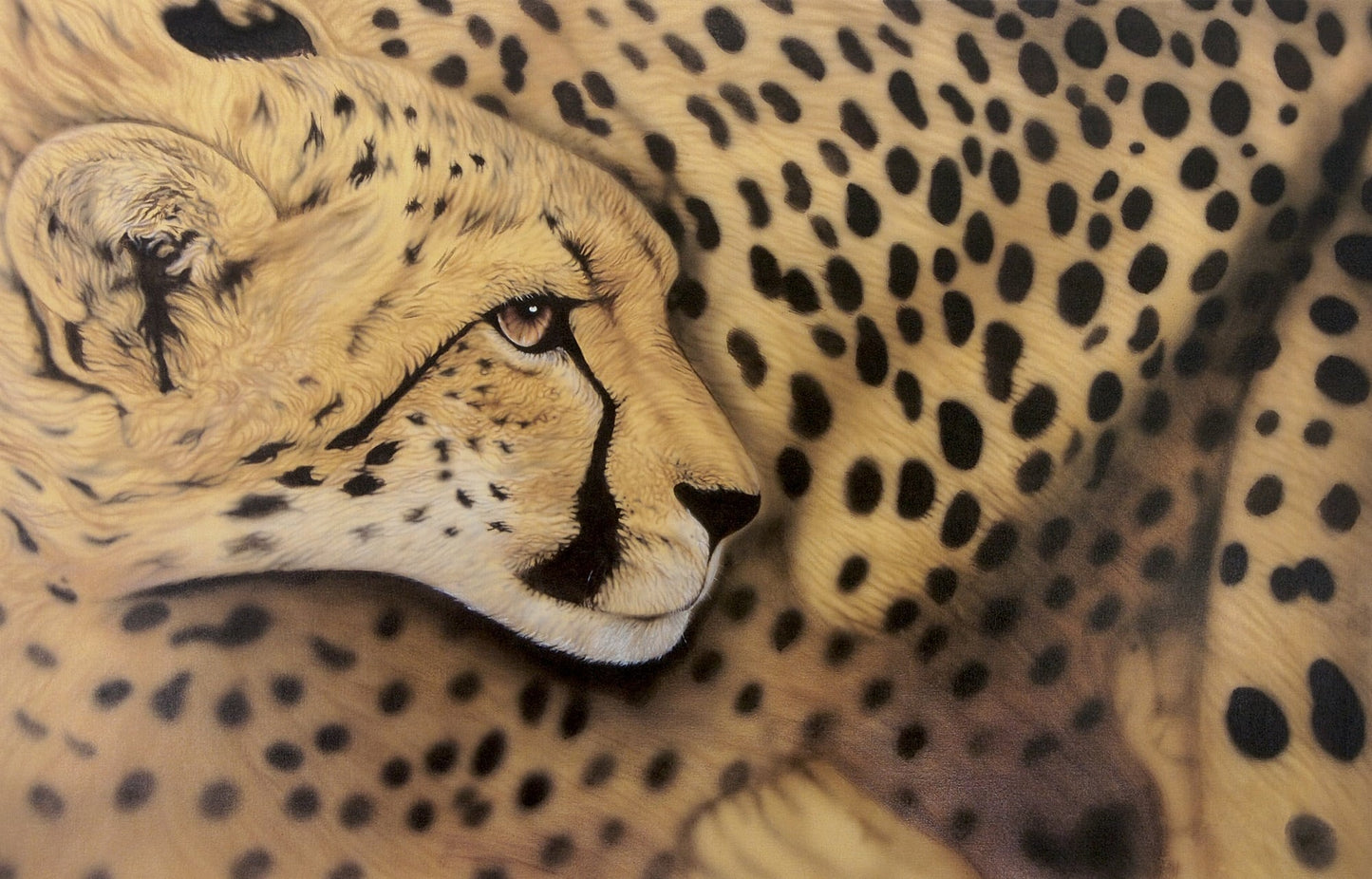 Cheetah