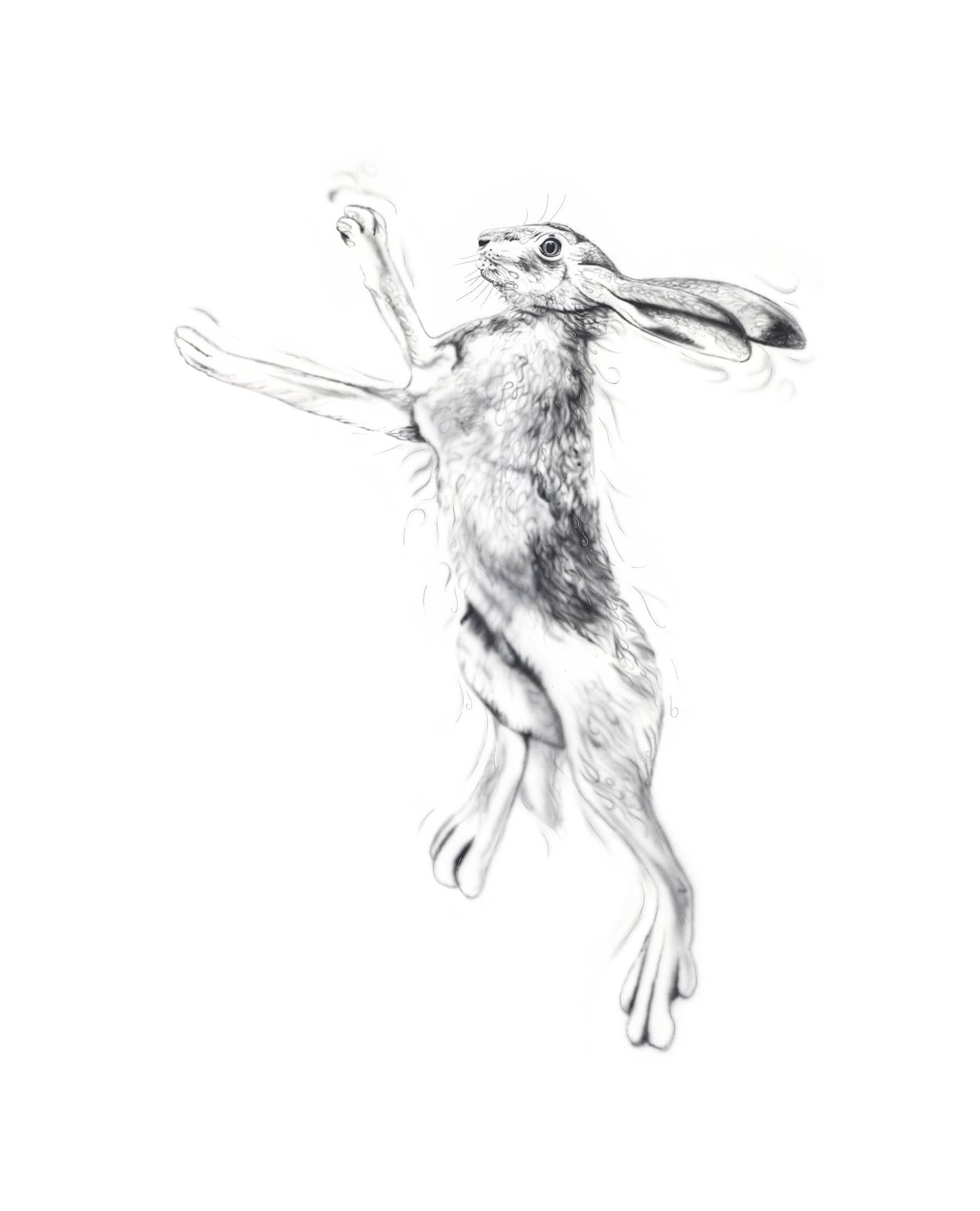Silver Hare Male
