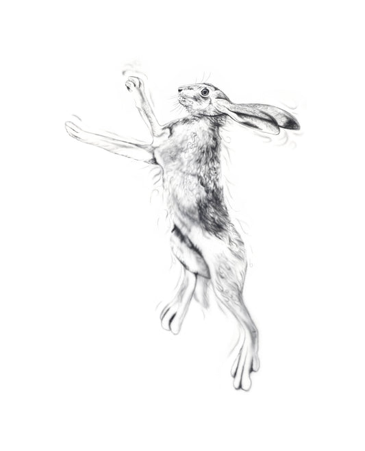 Silver Hare Male