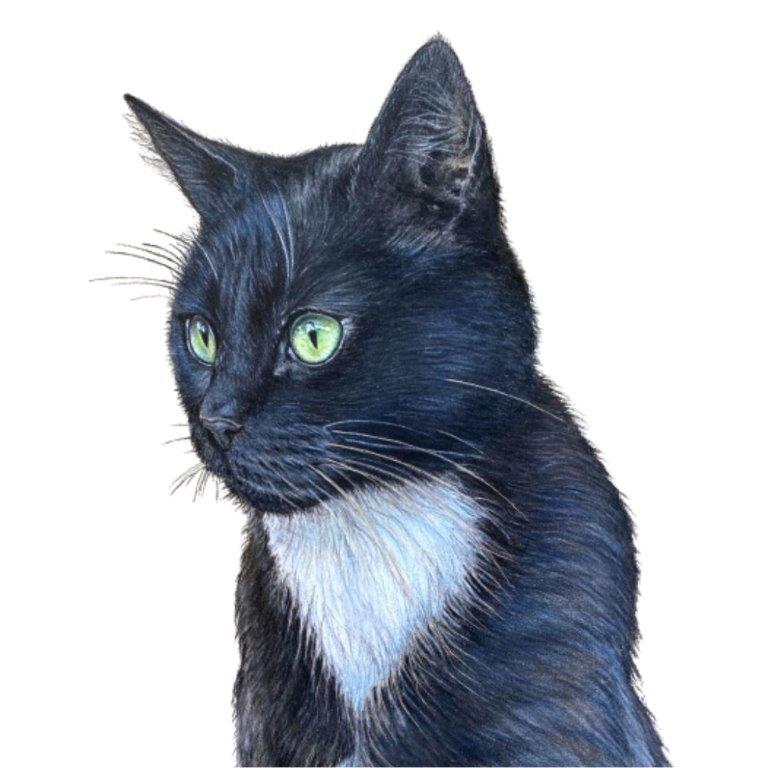 Pet Portrait Commissions || A5