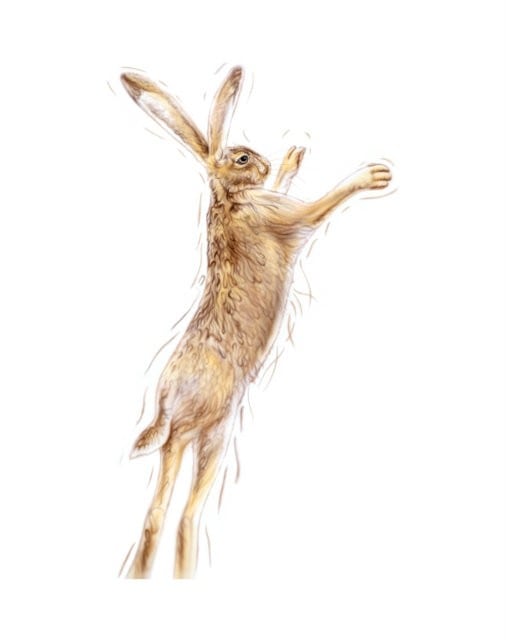 Golden Hare Male