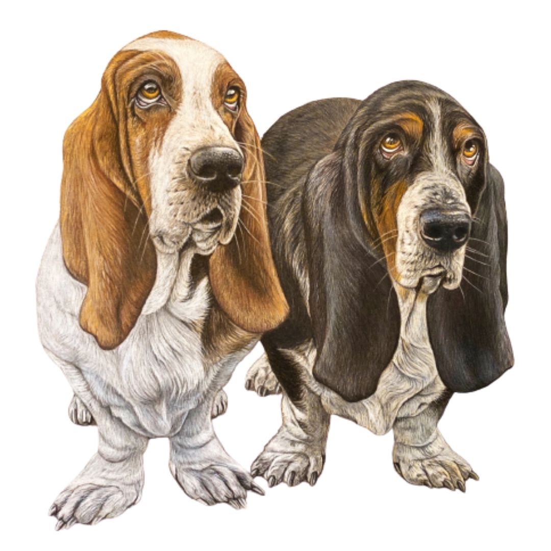 Pet Portrait Commissions || A3