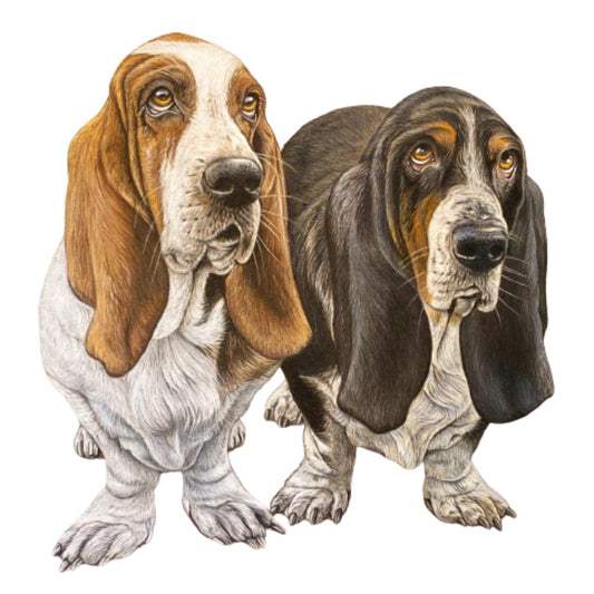 Pet Portrait Commissions || A3